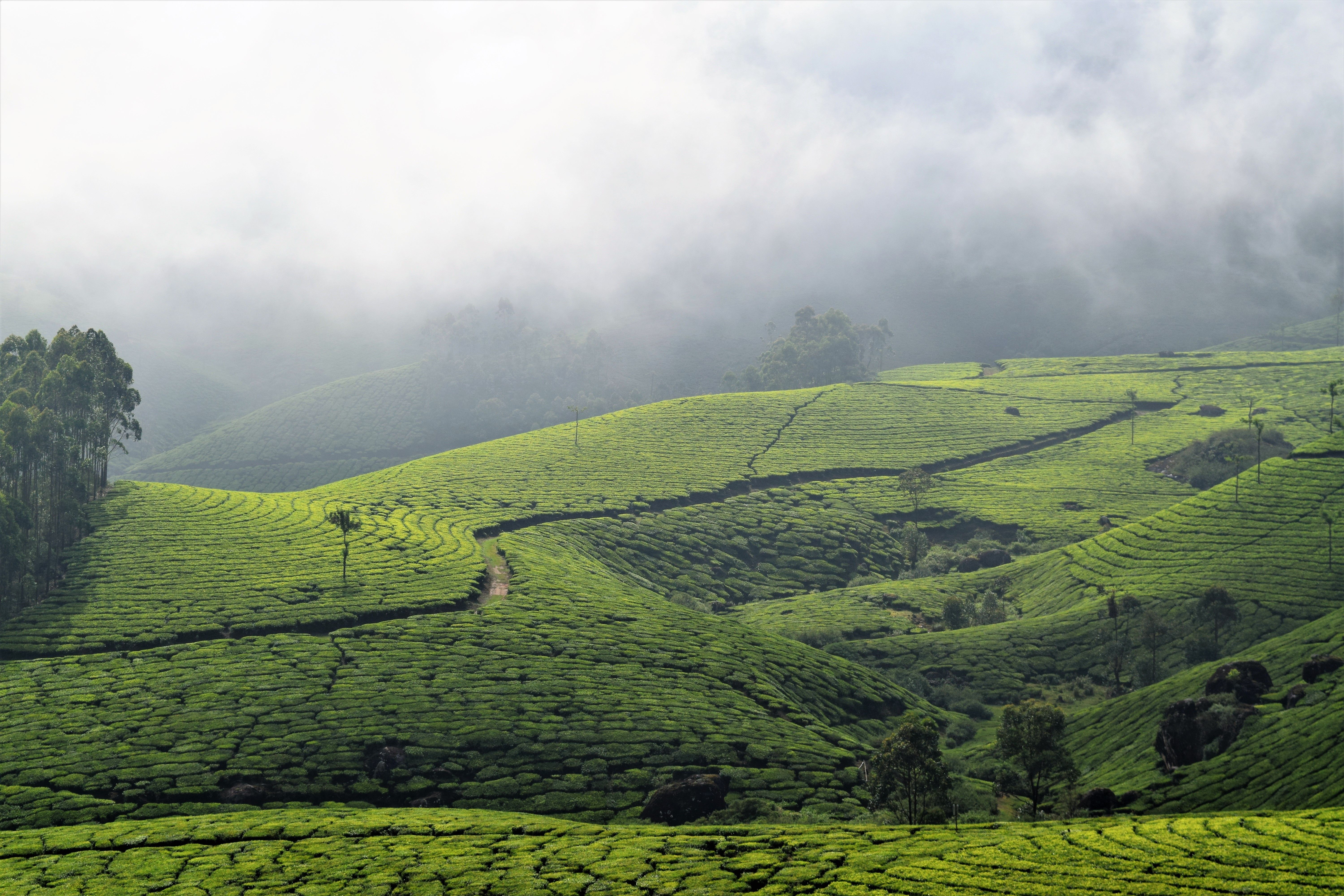Munnar Tea Gardens Group Tour Package