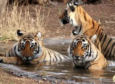 Ranthambore + Jaipur Wildlife & Heritage Package