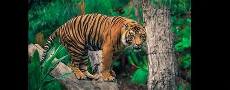 Corbett + Nainital Wildlife & Hills Package
