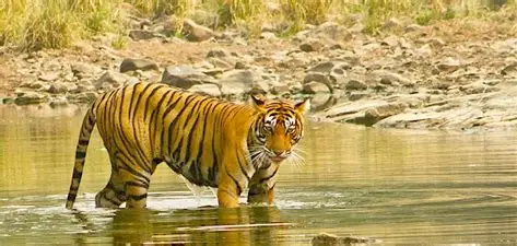Corbett + Nainital Wildlife & Hills Package
