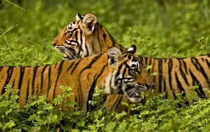 Bandhavgarh Tiger Special Package