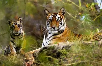 Madhya Pradesh Wildlife Tour Package